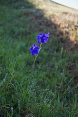 Delphinium variegatum variegatum