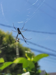 Trichonephila clavipes