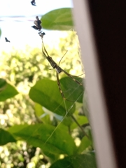 Trichonephila clavipes