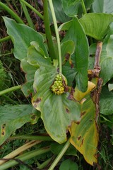 Zantedeschia aethiopica