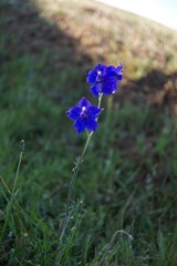 Delphinium variegatum variegatum