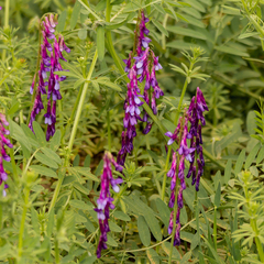 Vicia villosa