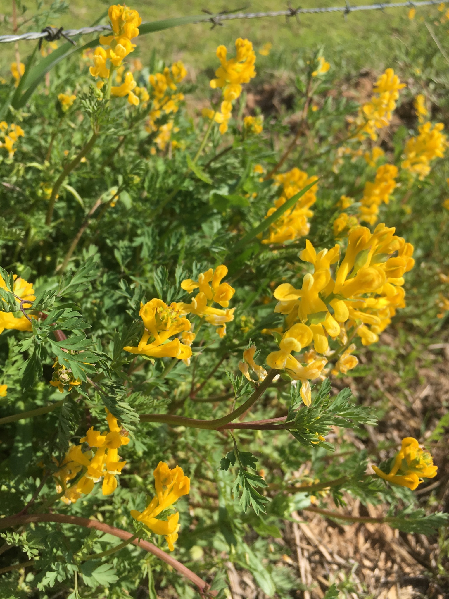 Corydalis crystallina