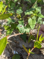 Xylophanes tersa
