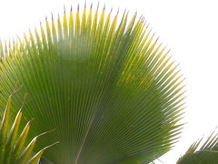 Pritchardia thurstonii
