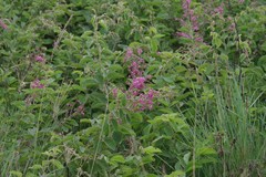 Pseudarthria hookeri