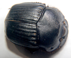 Phanaeus triangularis