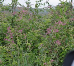 Pseudarthria hookeri