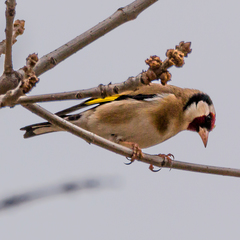 Carduelis carduelis