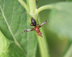 Tritoxa incurva