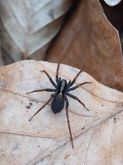 Pardosa