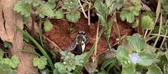 Colletes inaequalis