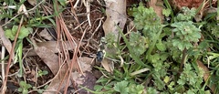 Colletes inaequalis