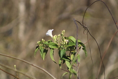 Ipomoea populina