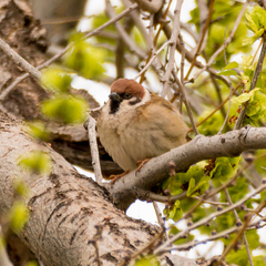 Passer montanus