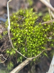 Pleuridium subulatum