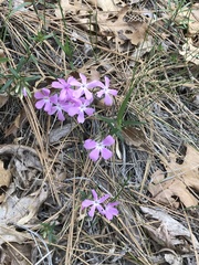 Phlox speciosa