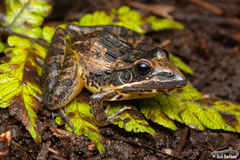Ptychadena oxyrhynchus