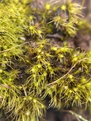 Pleuridium subulatum