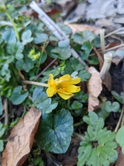 Ficaria verna