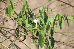 Ipomoea populina