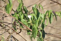 Ipomoea populina