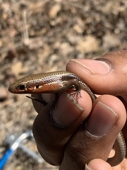 Plestiodon anthracinus