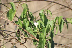 Ipomoea populina