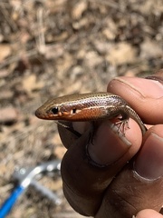 Plestiodon anthracinus