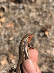Plestiodon anthracinus