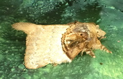 Euglyphis albidifascia