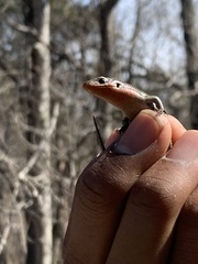 Plestiodon anthracinus