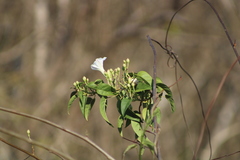 Ipomoea populina