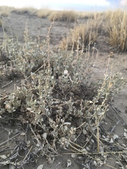Atriplex obovata