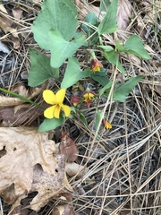 Viola lobata integrifolia