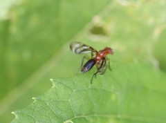 Tritoxa incurva