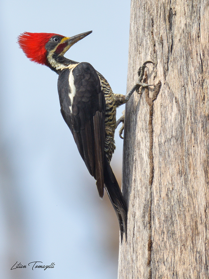 Lineated Woodpecker from Feliz Natal MT on October 19, 2018 at 07:12 AM ...