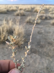 Atriplex obovata