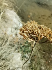 Flaveria chlorifolia
