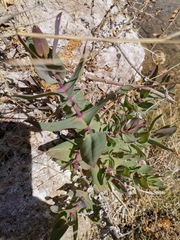 Flaveria chlorifolia