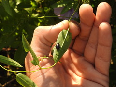 Macrohaltica transversa