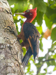 Campephilus rubricollis
