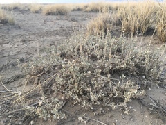 Atriplex obovata