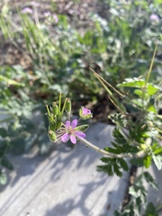 Erodium moschatum