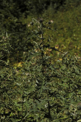 Cirsium gagnidzei