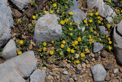 Anthemis rigida rigida