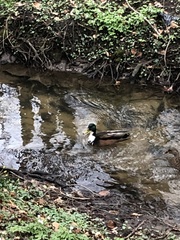 Anas platyrhynchos domesticus