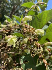 Nicotiana tomentosa