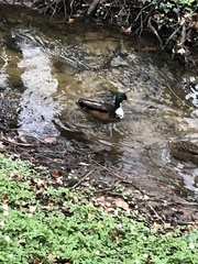 Anas platyrhynchos domesticus