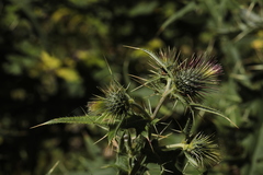 Cirsium gagnidzei